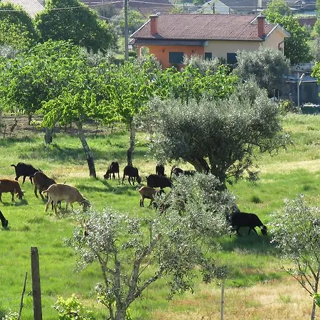 Σπίτι διακοπών Casa Do Avo