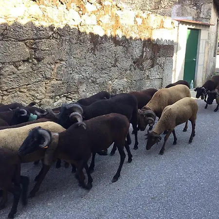 Σπίτι διακοπών Casa Do Avo Mangualde